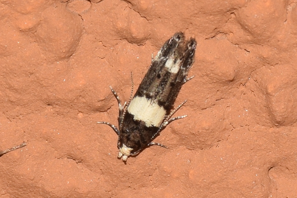 Recurvaria leucatella - nagy vörös-rügysodrómoly