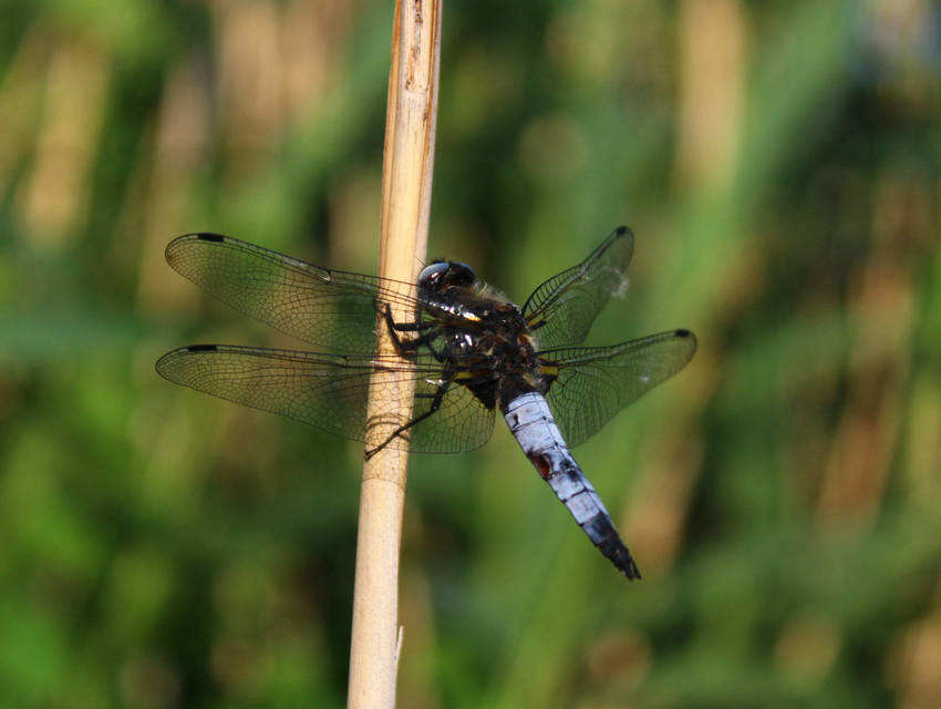 Libellula fulva - kisfoltos laposacsa