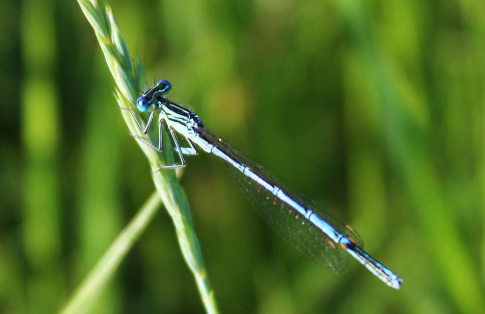 Platycnemis pennipes - széleslábú szitakötő