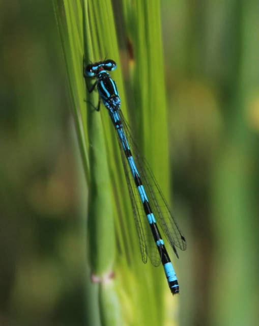 Coenagrion ornatum - díszes légivadász