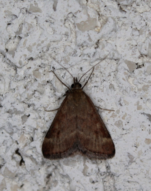 Pyrausta despicata - réti bíbormoly
