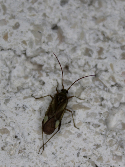 Adelphocoris lineolatus - lucernapoloska