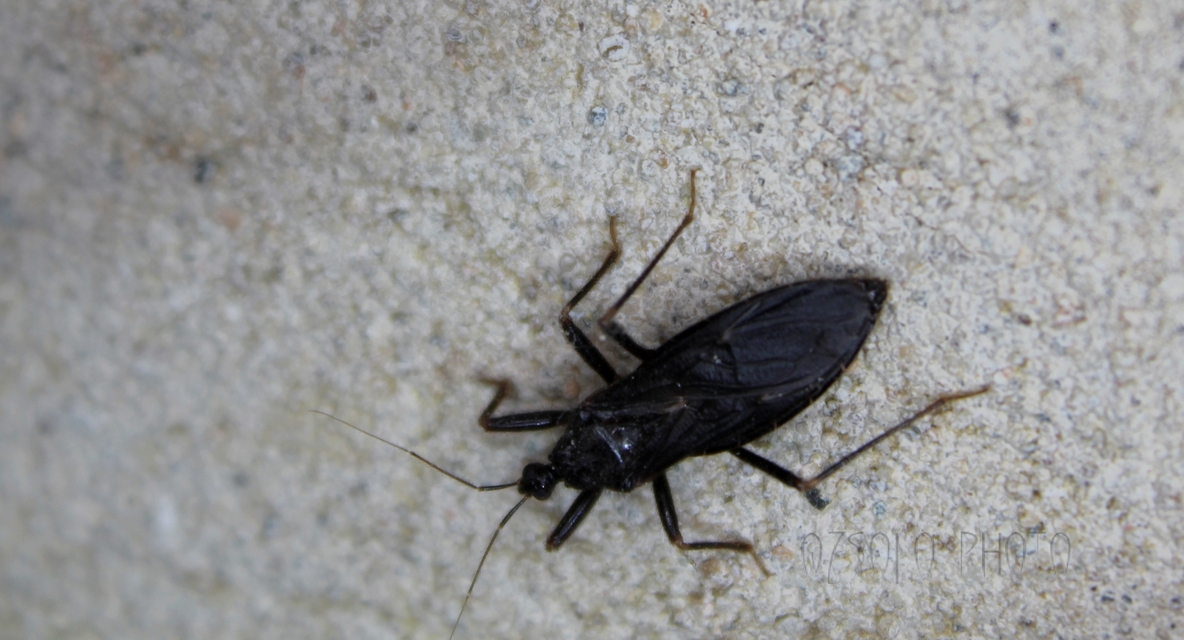 Reduvius personatus - szemetes zugpoloska