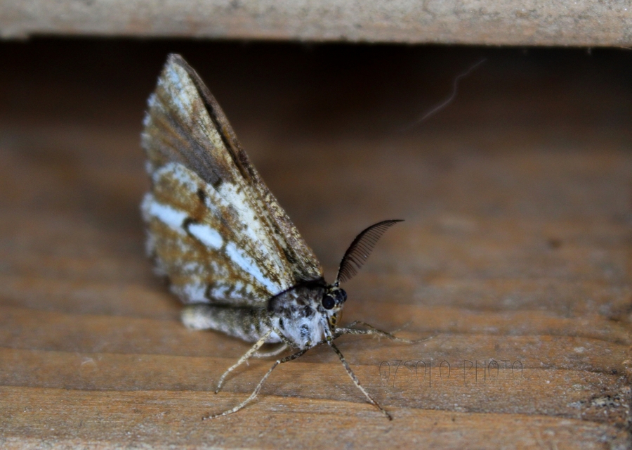 Bupalus piniaria - fenyőaraszoló