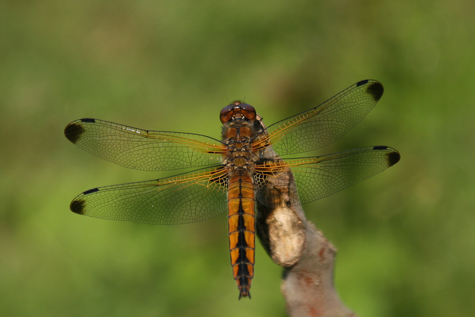 Libellula fulva - kisfoltos laposacsa