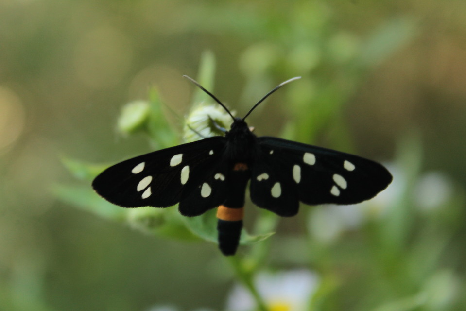 Amata phegea - fehérpettyes álcsüngőlepke
