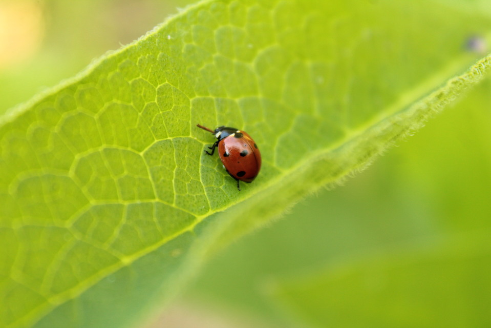 Coccinella septempunctata - hétpettyes katica