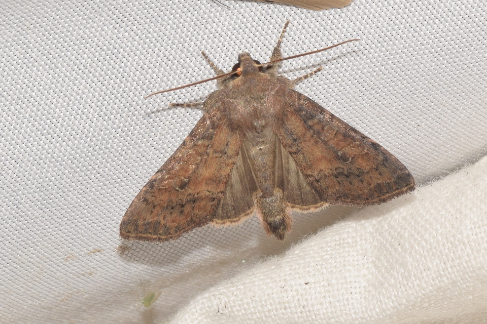 Parastichtis suspecta - sötét erdeibagoly