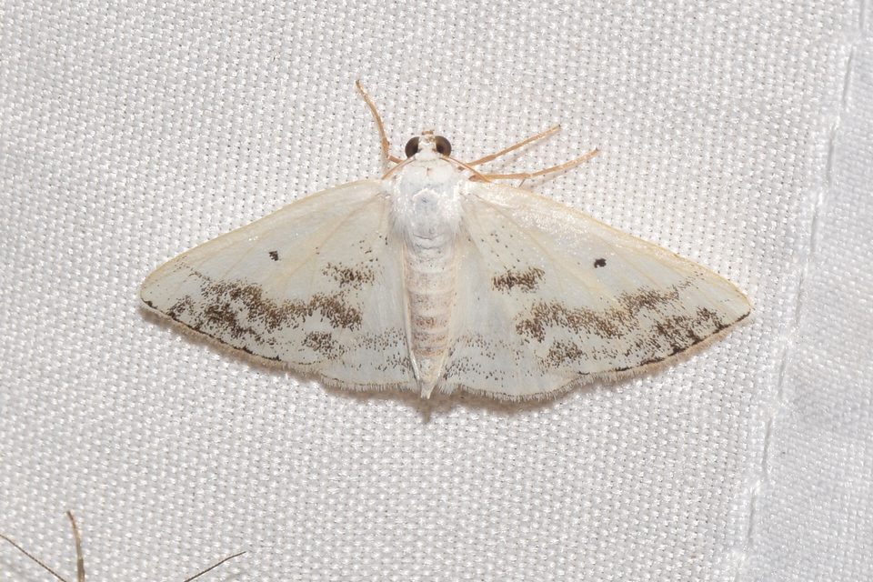 Lomographa temerata - foltos fehéraraszoló