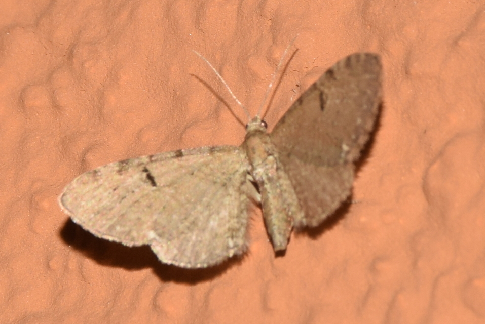 Eupithecia assimilata - komló-törpearaszoló