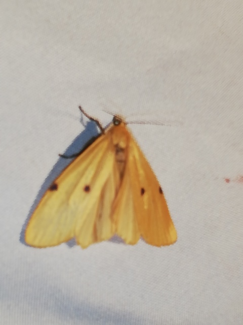 Lithosia quadra - négypettyes zuzmószövő