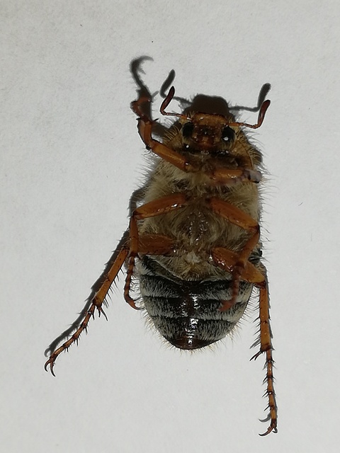 Amphimallon solstitiale - bordás sárgacserebogár