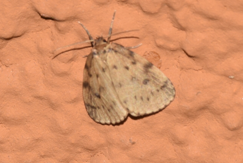Thumata senex - mocsári medvelepke