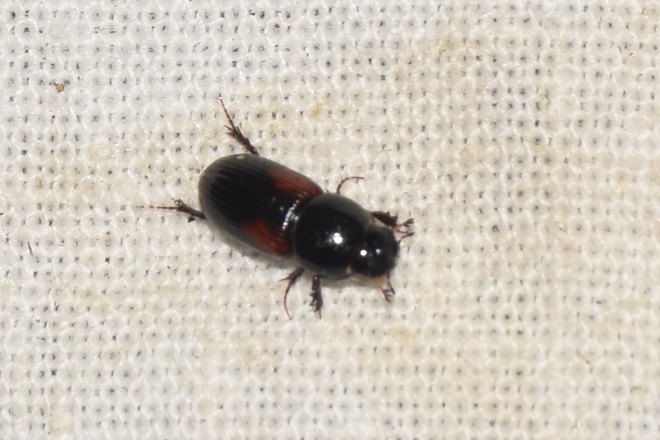 Aphodius varians - változékony trágyabogár