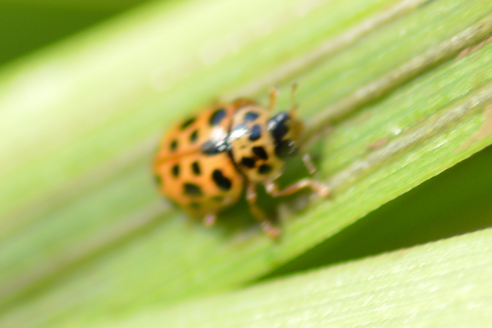 Anisosticta novemdecimpunctata - tizenkilencpettyes katica