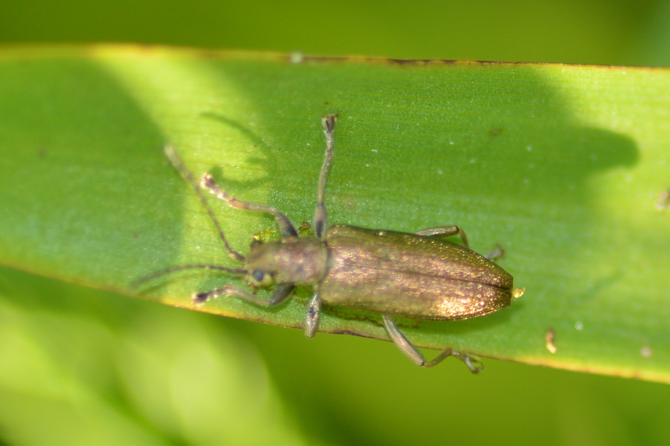 Donacia simplex Donacia simplex