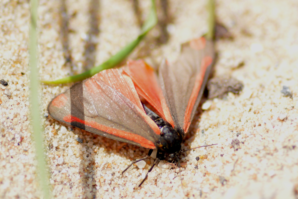 Tyria jacobaeae - jakabfű-medvelepke