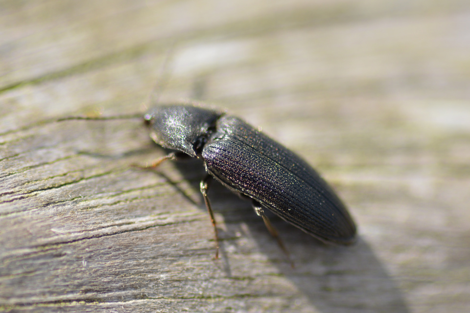 Melanotus punctolineatus - sávos gyászpattanó