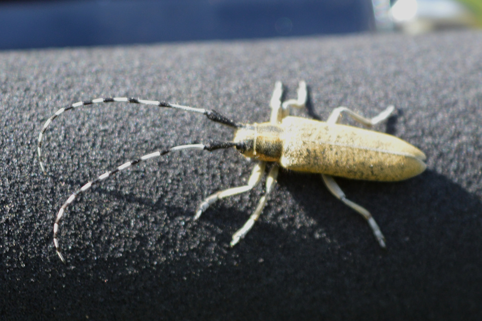 Agapanthia villosoviridescens - fehérgyűrűs bogáncscincér
