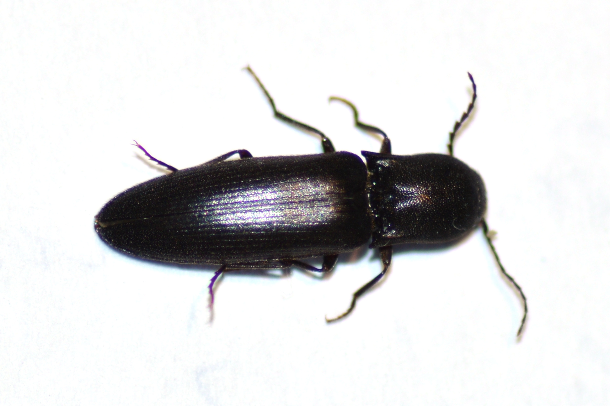 Ectinus aterrimus - kormos pattanó
