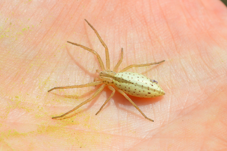Tibellus