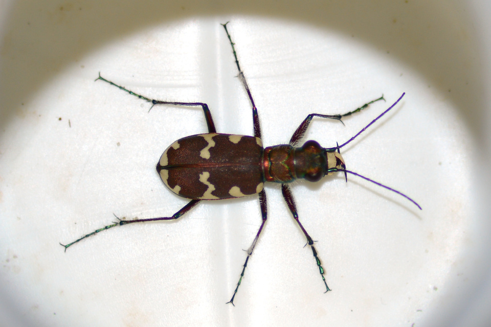 Cicindela hybrida - öves homokfutrinka