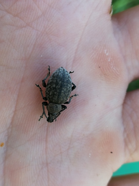 Otiorhynchus ligustici - vincellér-gyalogormányos