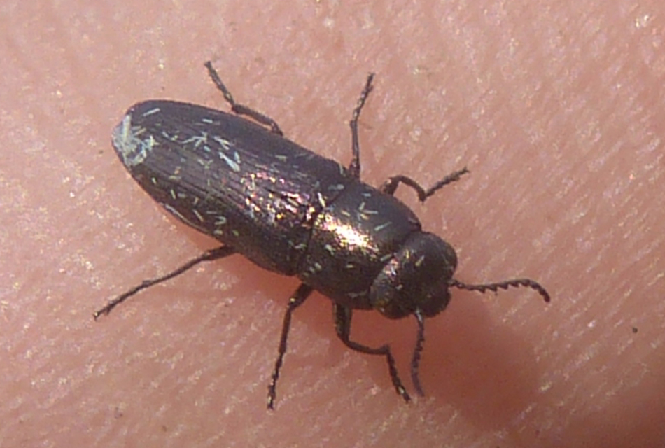 Sphenoptera substriata - sávos gyalogdíszbogár