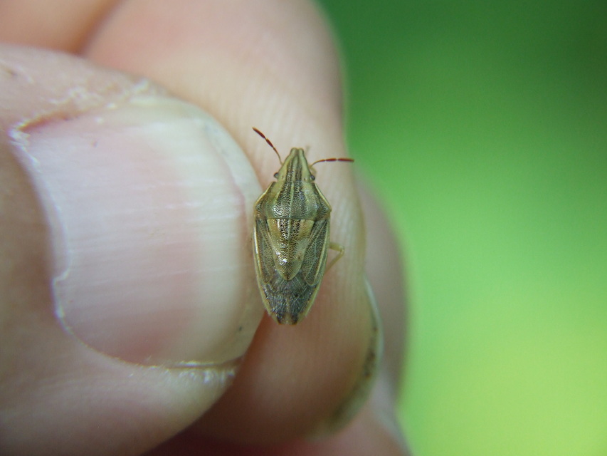 Aelia acuminata - közönséges szipolypoloska Aelia acuminata - közönséges szipolypoloska