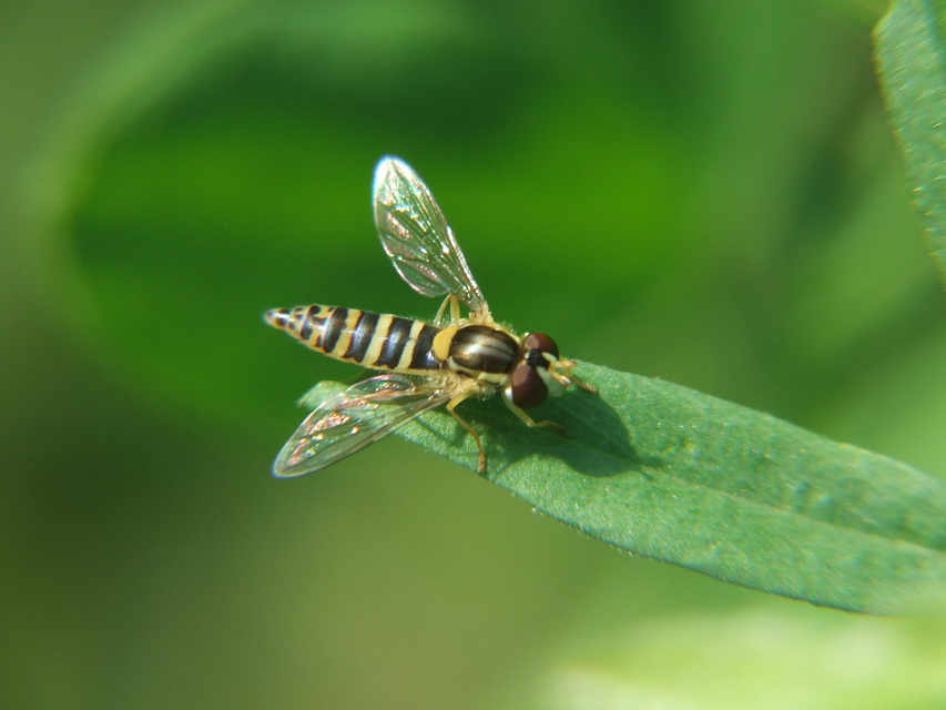 Sphaerophoria