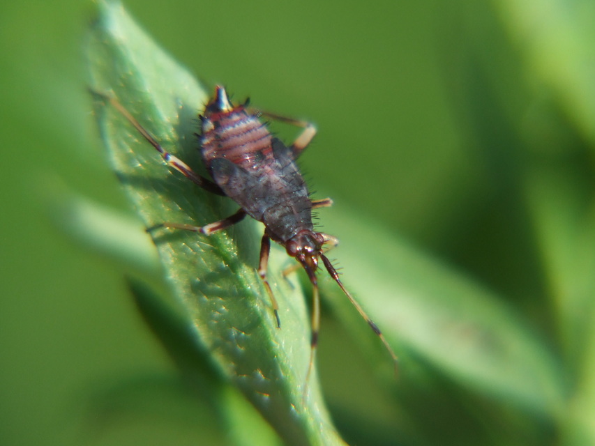 Deraeocoris ruber - vöröses mezeipoloska