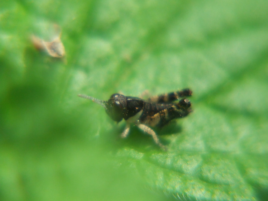 Calliptamus italicus - olaszsáska