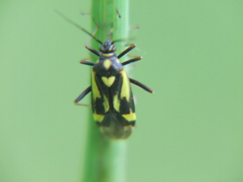 Grypocoris sexguttatus - hatpettyes díszpoloska Grypocoris sexguttatus - hatpettyes díszpoloska