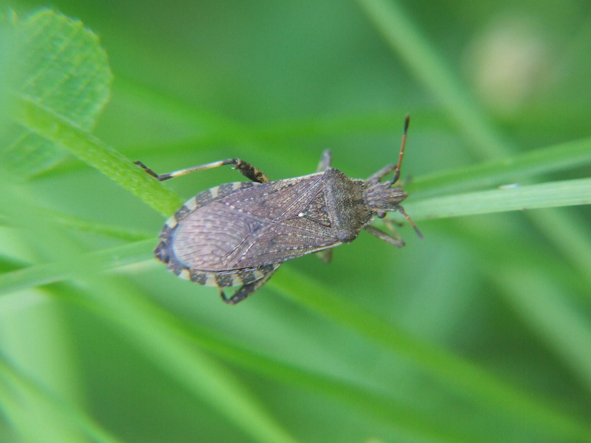 Ceraleptus gracilicornis - tüskéslábú karimáspoloska
