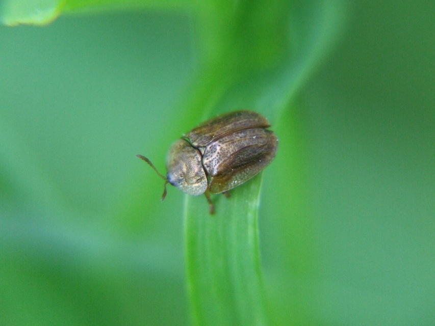 Cassida Cassida