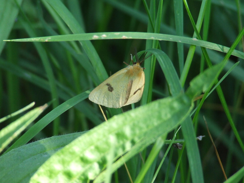 Diacrisia sannio - vörösszélű medvelepke