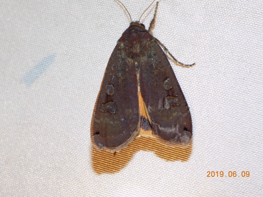 Noctua pronuba - nagy sárgafűbagoly