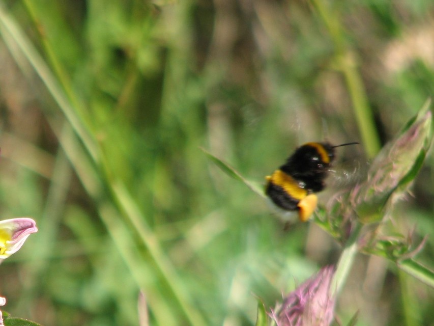 Bombus terrestris/lucorum