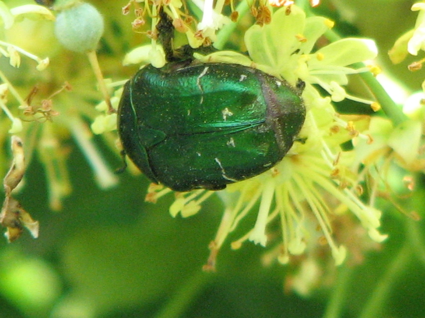 Cetonia aurata - aranyos virágbogár