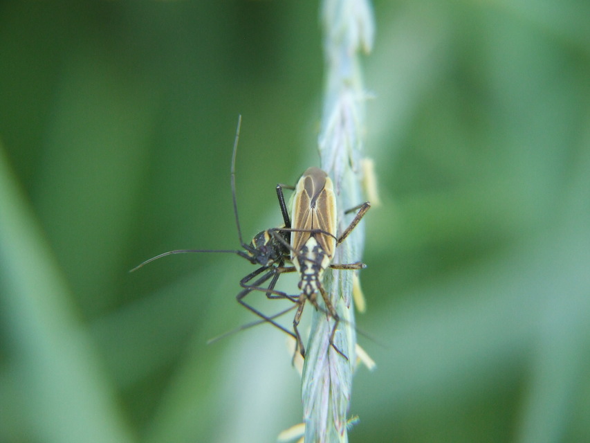 Leptopterna dolabrata - közönséges mezeipoloska