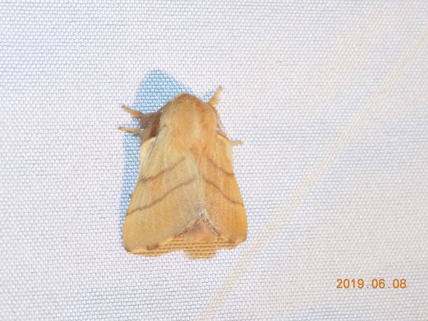 Malacosoma neustria - gyűrűsszövő