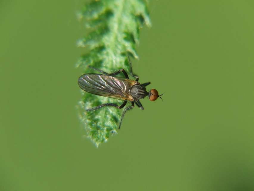 Empididae - táncoslegyek