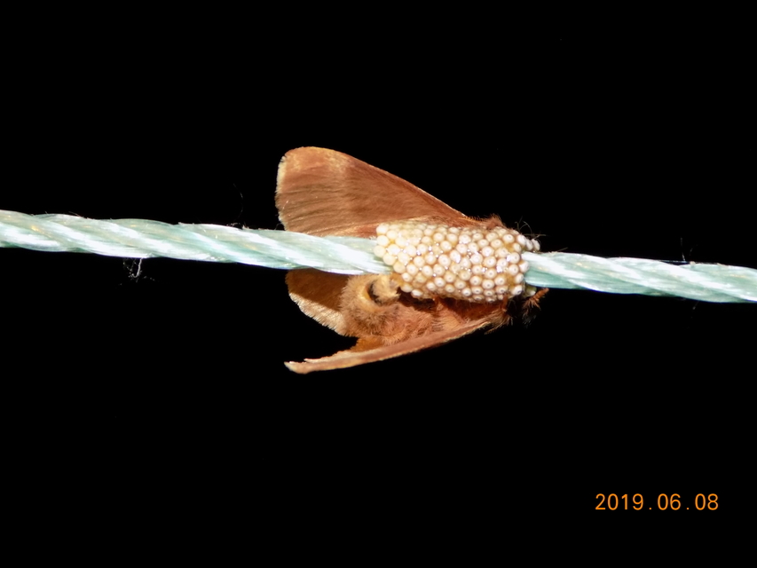 Malacosoma neustria - gyűrűsszövő