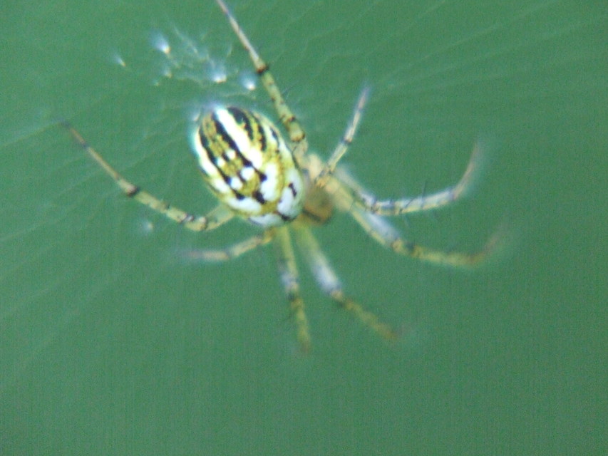 Mangora acalypha - réti keresztespók