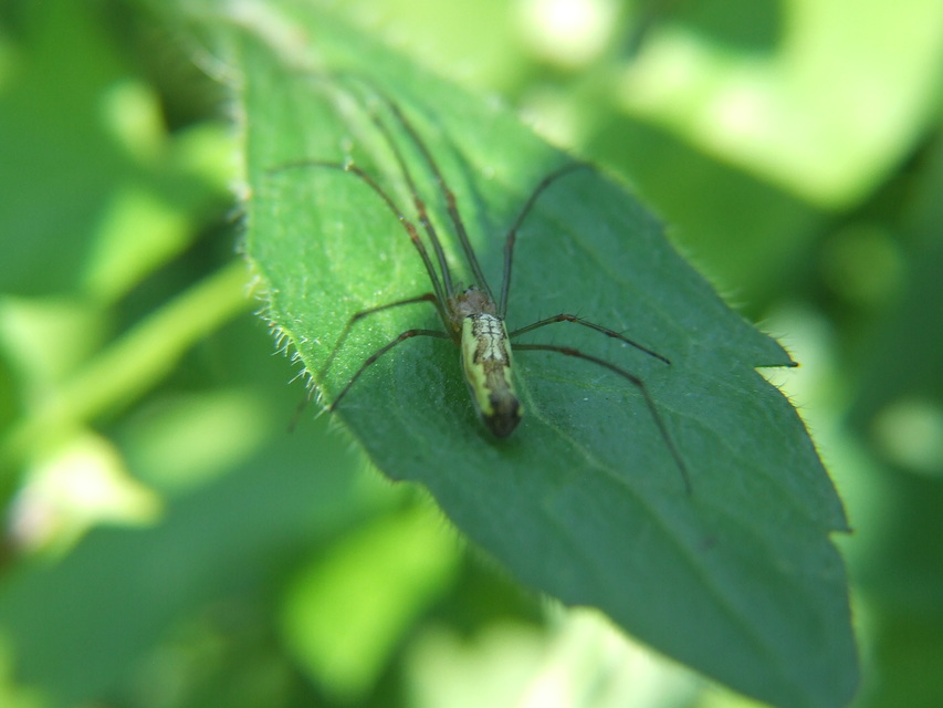 Tetragnatha