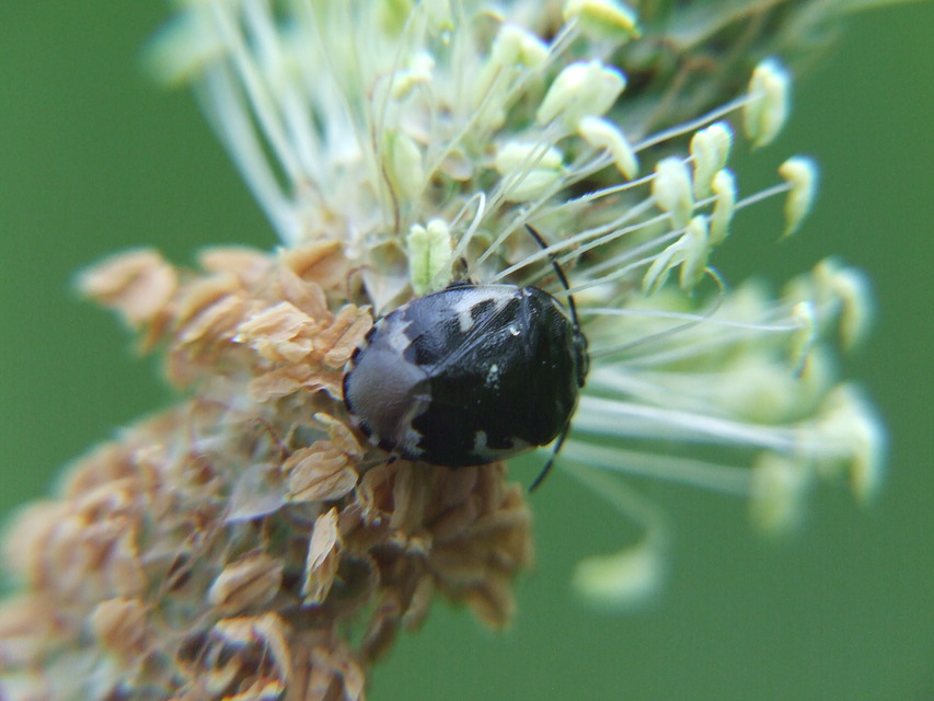Tritomegas