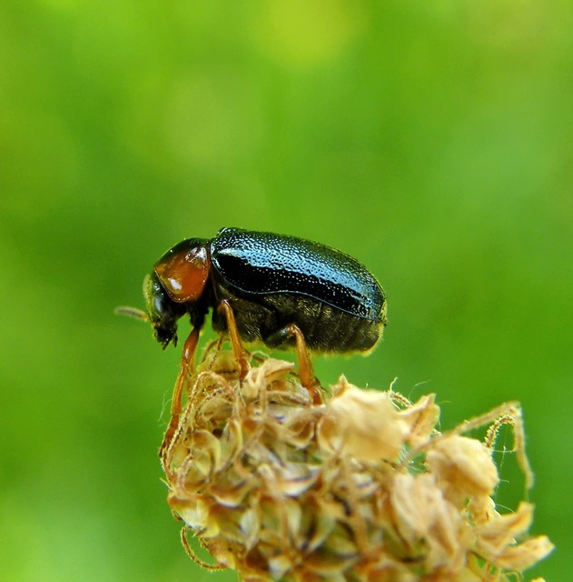 Smaragdina