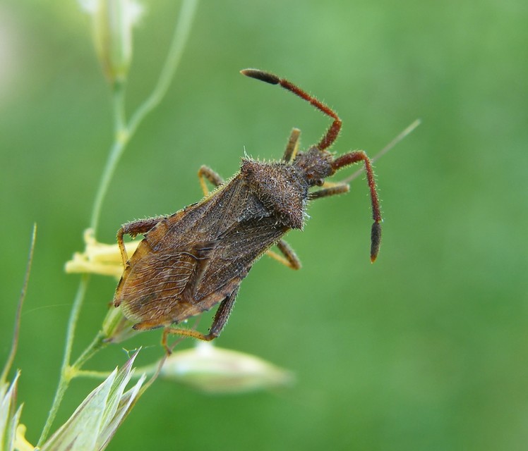 Coriomeris