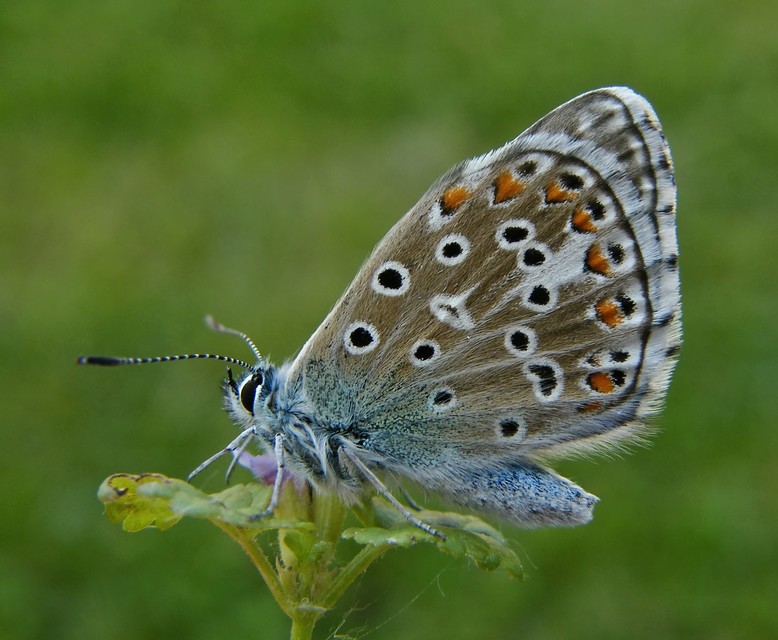 Polyommatus bellargus - égszínű boglárka
