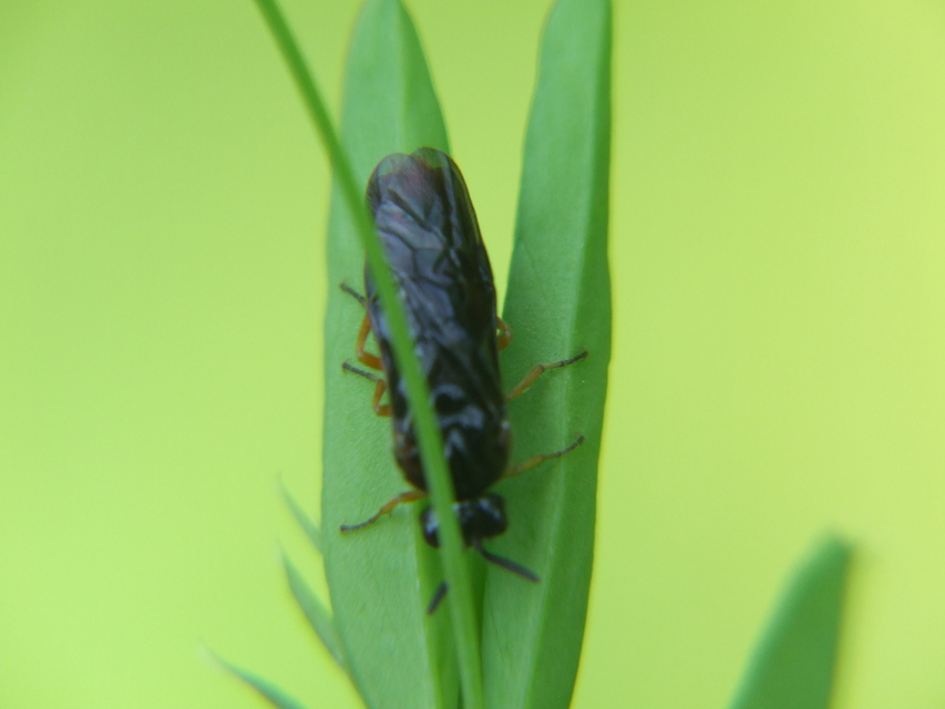 Argidae - botcsápú levéldarazsak
